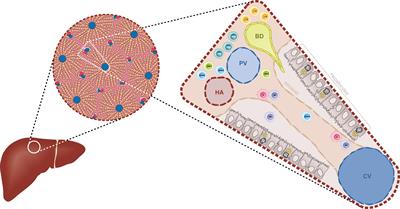 Innate immunity and early liver inflammation